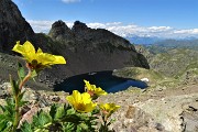 79 Bellissimi fiori gialli di Cariofillata delle pietraie (Geum reptans) per il Lago Rotondo di Trona